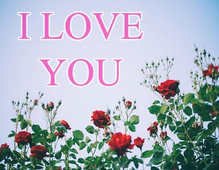 i love you photo pics images download