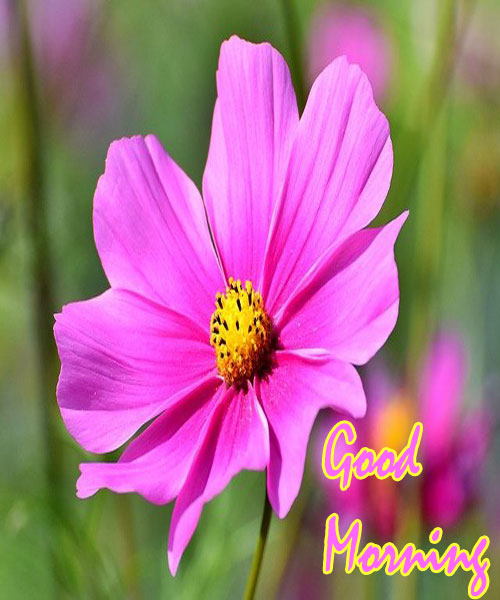 Good Morning Images With Flowers