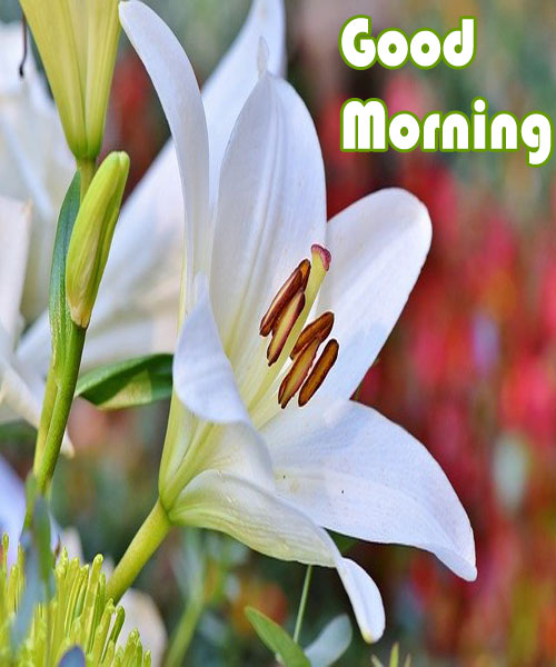 Good Morning Images With Flowers