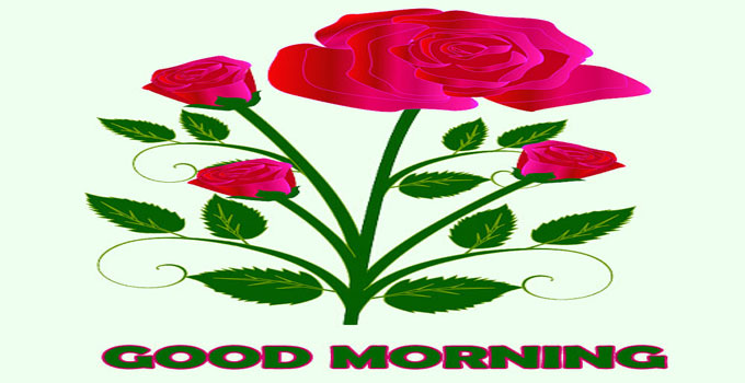 51+ Good Morning Images With Flowers Free HD Download