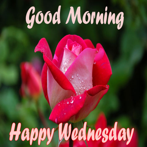 Happy Wednesday Good Morning Images