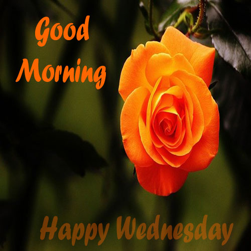 Happy Wednesday Good Morning Images