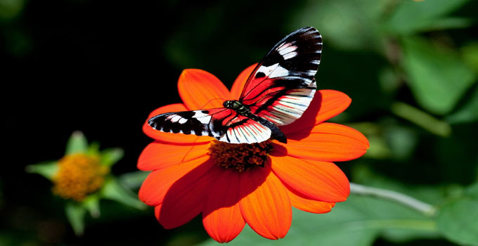 Whatsapp DP Flowers With Butterfly