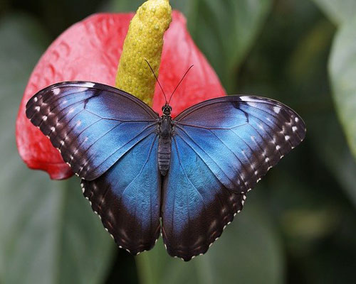 whatsapp dp flowers with butterfly