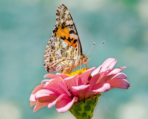 whatsapp dp flowers with butterfly