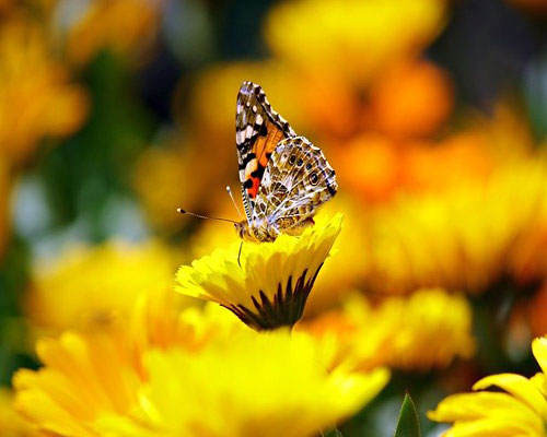 whatsapp dp flowers with butterfly