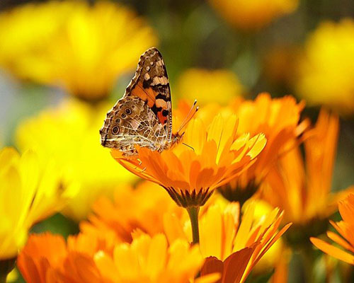 whatsapp dp flowers with butterfly