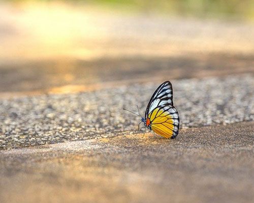 whatsapp dp flowers with butterfly