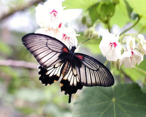 whatsapp dp flowers with butterfly