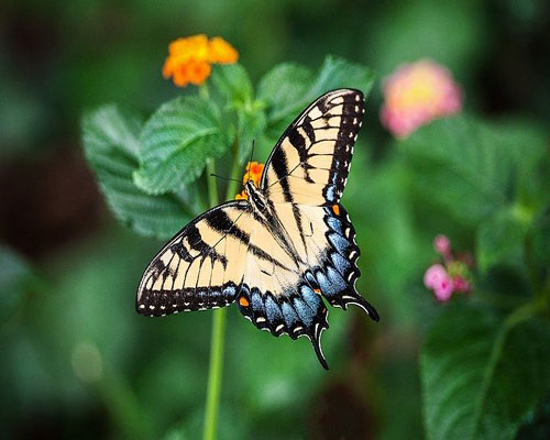 whatsapp dp flowers with butterfly