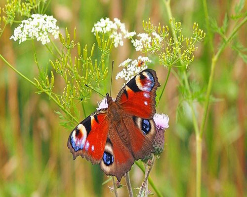 whatsapp dp flowers with butterfly