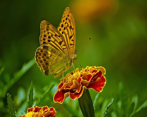 whatsapp dp flowers with butterfly