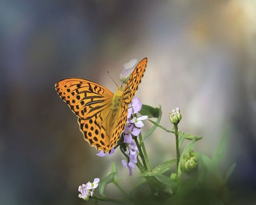 whatsapp dp flowers with butterfly