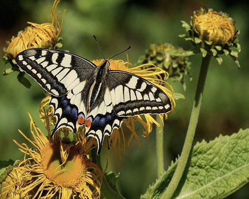 whatsapp dp flowers with butterfly