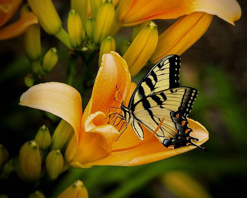 whatsapp dp flowers with butterfly