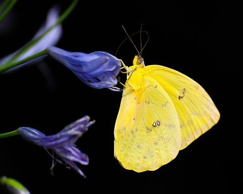 whatsapp dp flowers with butterfly