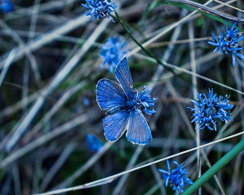 whatsapp dp flowers with butterfly