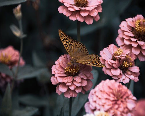 whatsapp dp flowers with butterfly