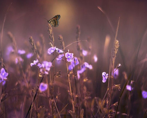 whatsapp dp flowers with butterfly whatsapp dp flowers with butterfly