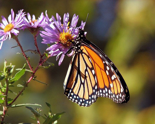 whatsapp dp flowers with butterfly