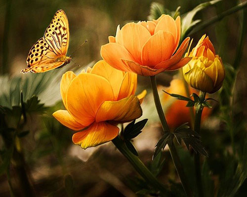 whatsapp dp flowers with butterfly