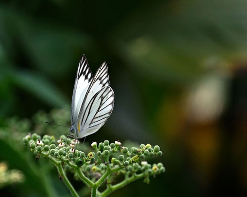 whatsapp dp flowers with butterfly