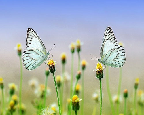 whatsapp dp flowers with butterfly