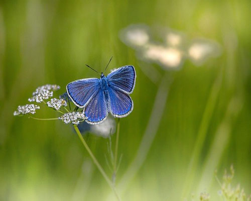 whatsapp dp flowers with butterfly