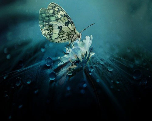 whatsapp dp flowers with butterfly whatsapp dp flowers with butterfly