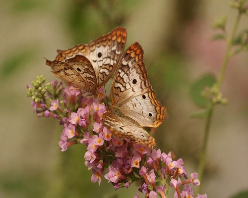 whatsapp dp flowers with butterfly