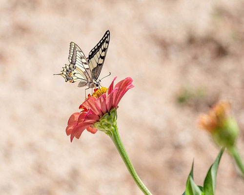 whatsapp dp flowers with butterfly