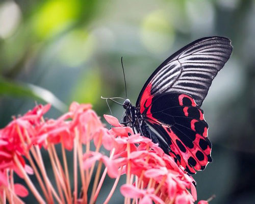 whatsapp dp flowers with butterfly