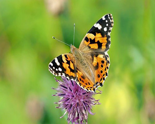 whatsapp dp flowers with butterfly