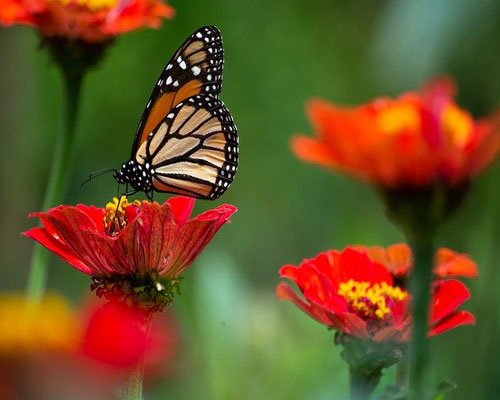 whatsapp dp flowers with butterfly