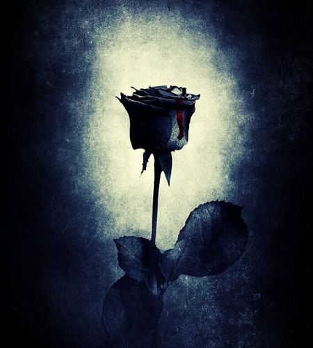 Black Rose DP