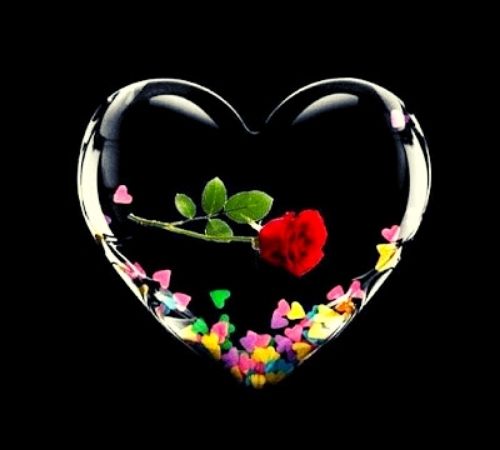 Red Rose Whatsapp DP Red Rose Whatsapp DP