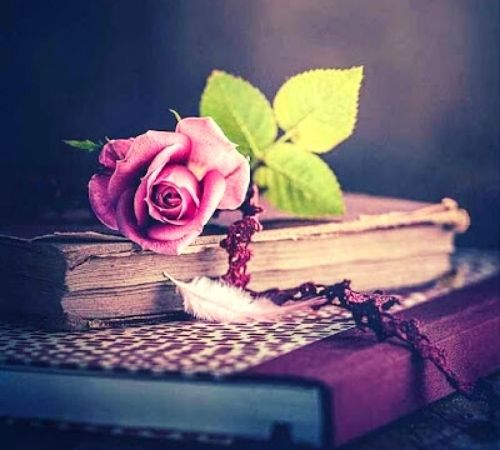 Rose Whatsapp DP Rose Whatsapp DP