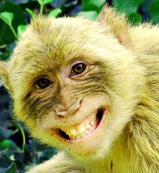 monkey funny whatsapp images