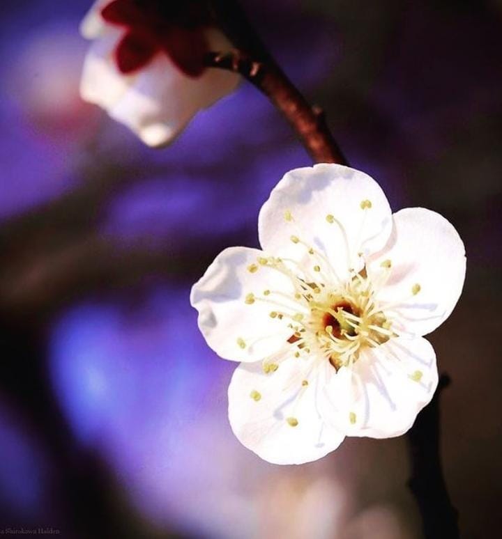 Flowers DP Flowers DP