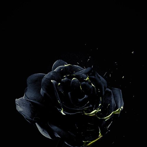 black WhatsApp DP black WhatsApp DP