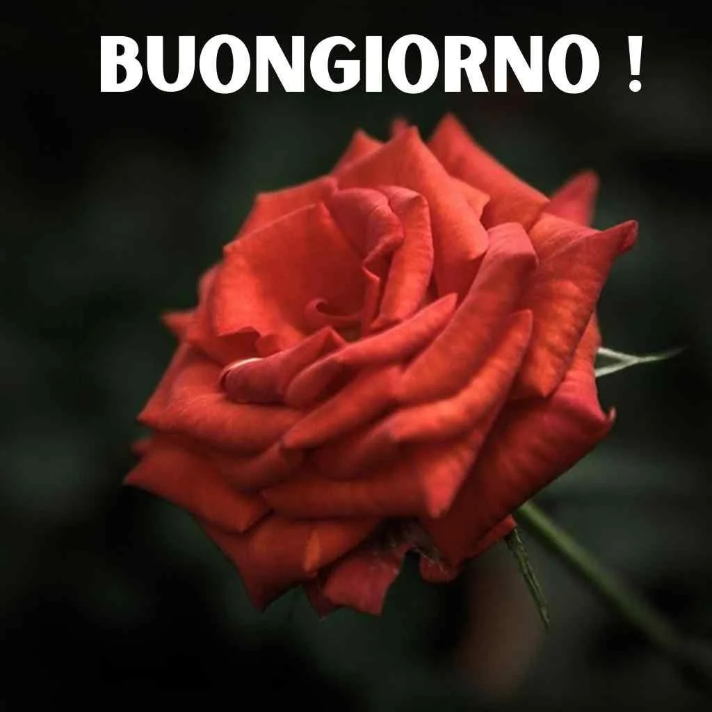 buongiorno frasi nuove