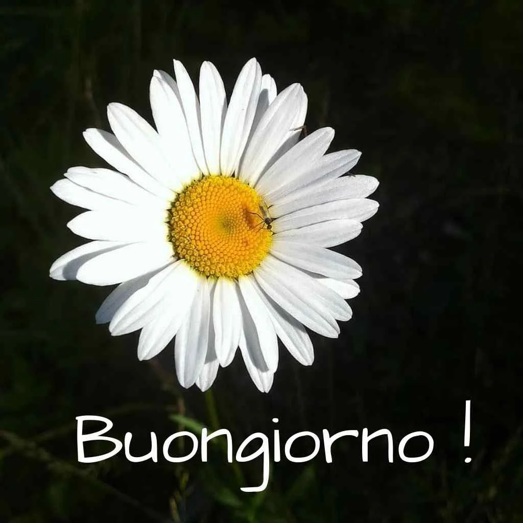 buongiorno per whatsapp