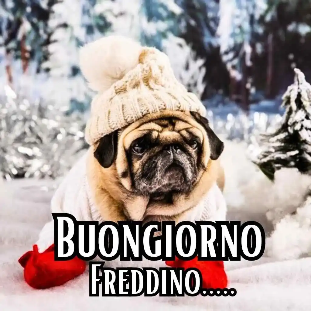 buongiorno freddoloso nuovi