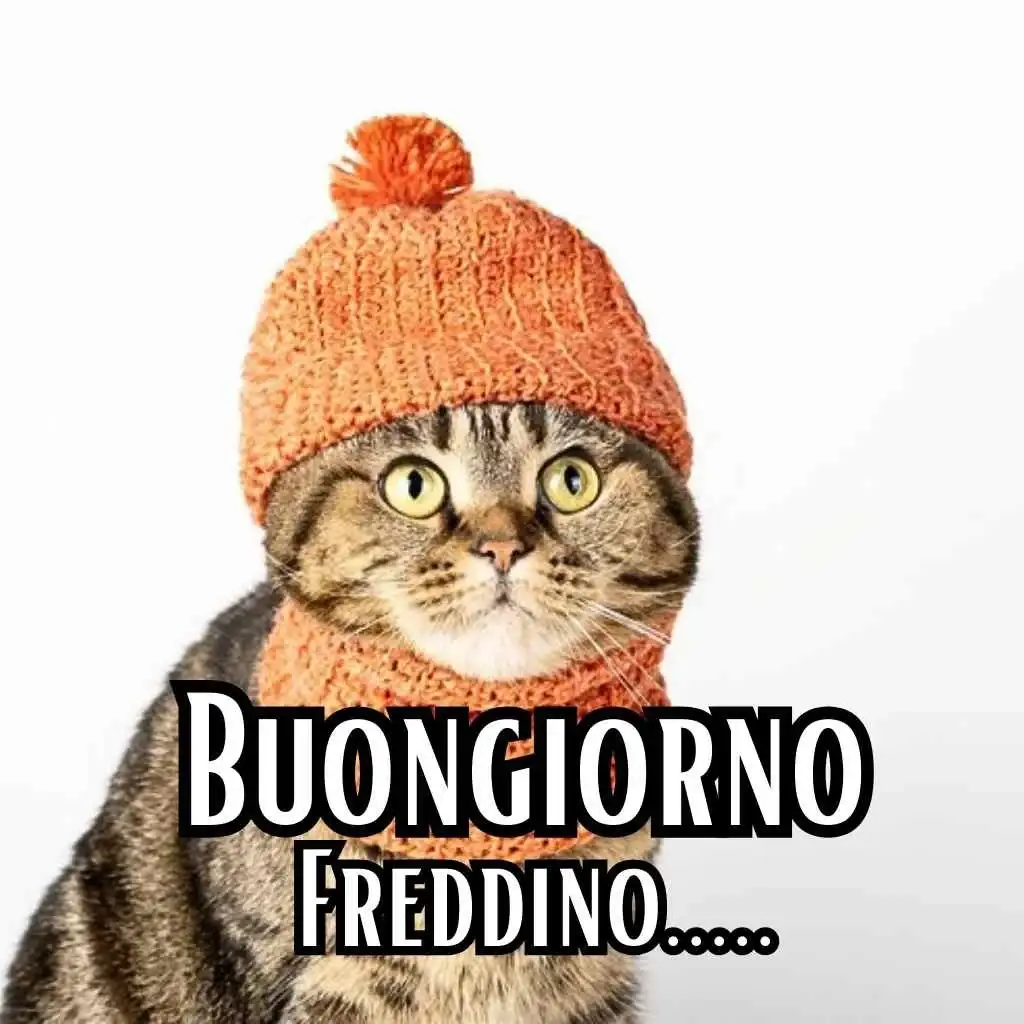 freddo buongiorno freddoloso