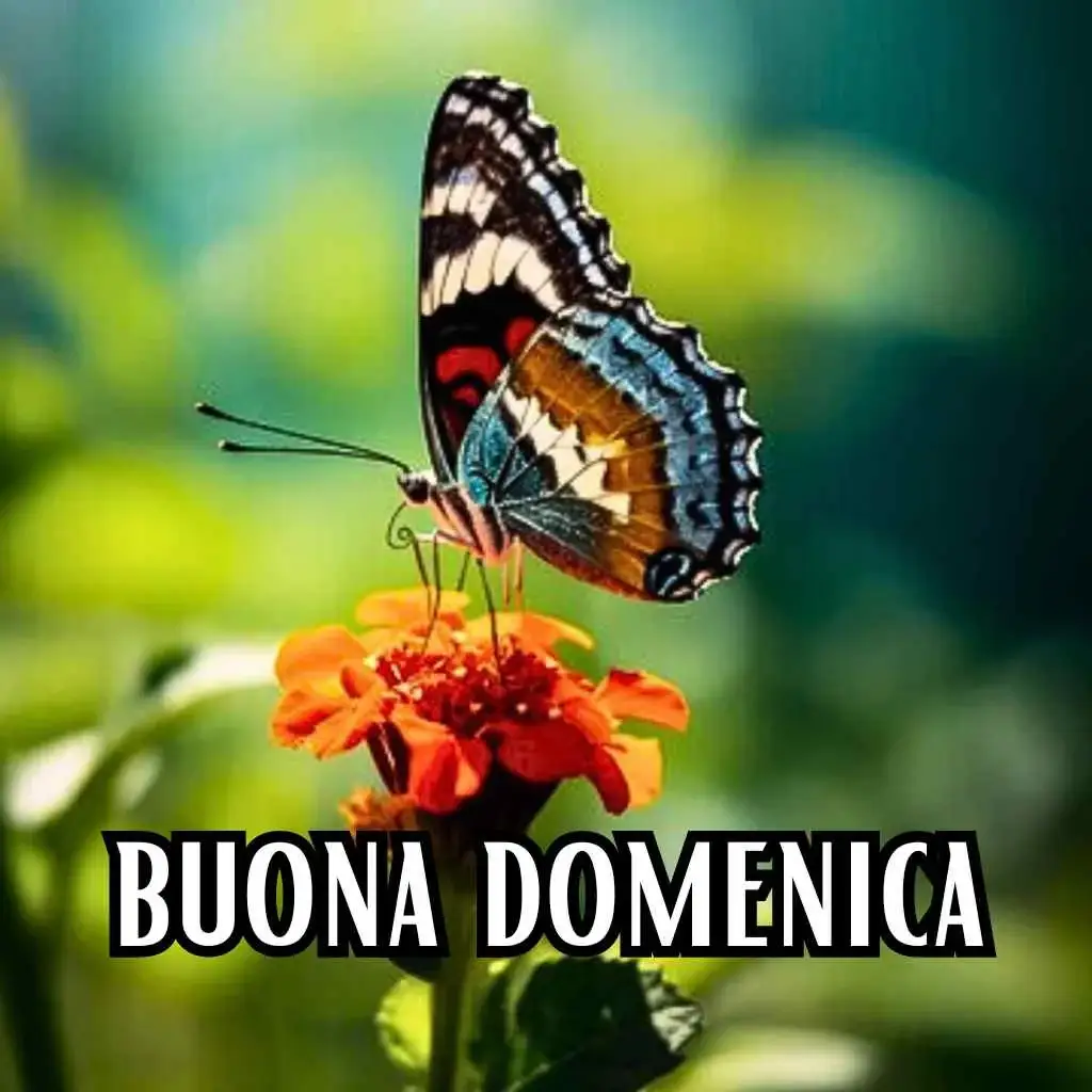 immagine di buona domenica