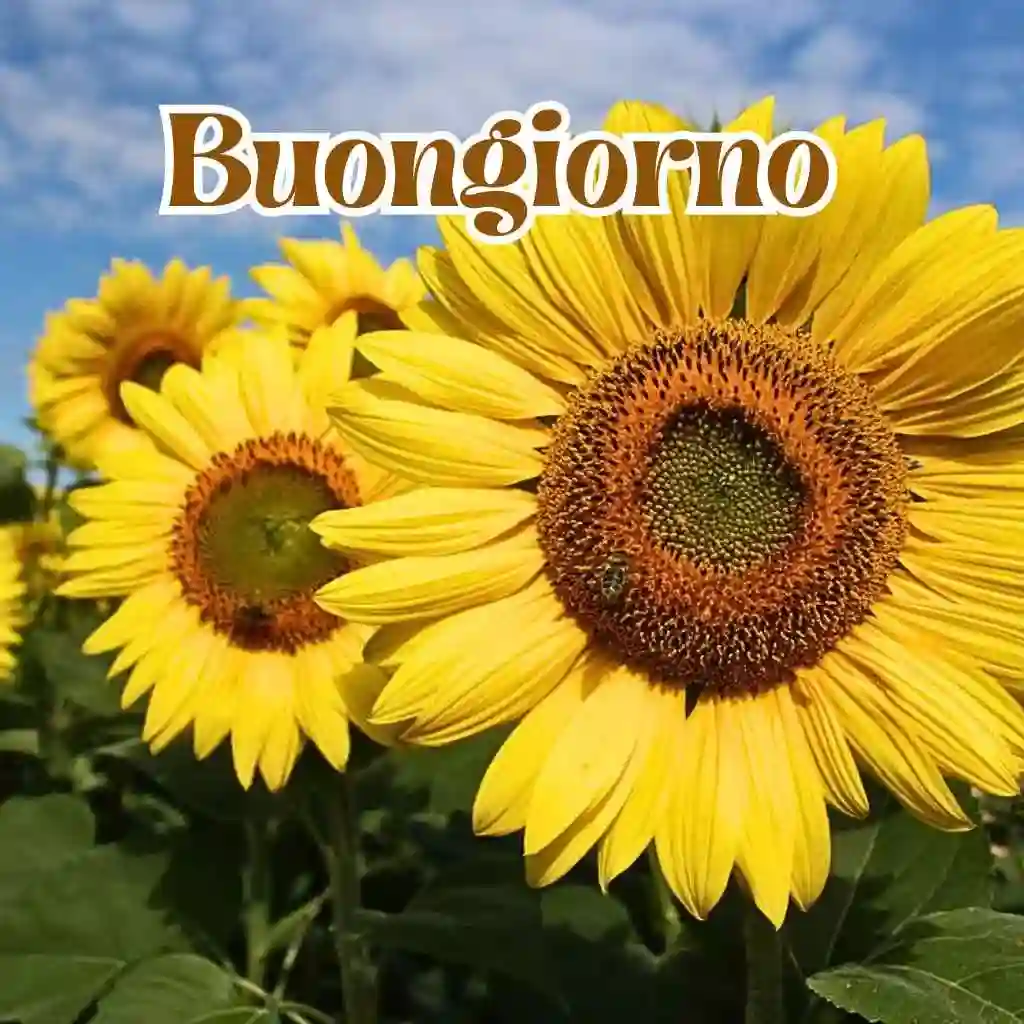 100 Buongiorno nuovissimi