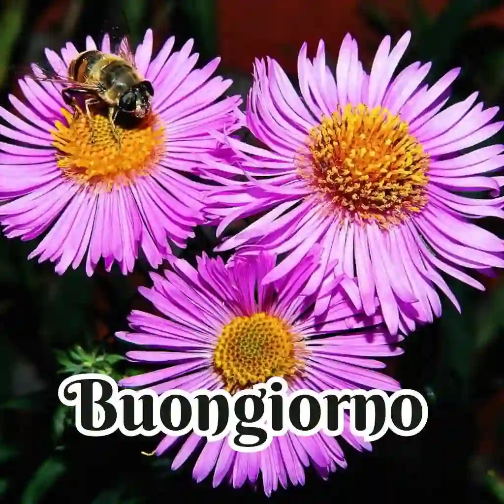 100 Immagini Buongiorno Gratis Per Whatsapp 2024