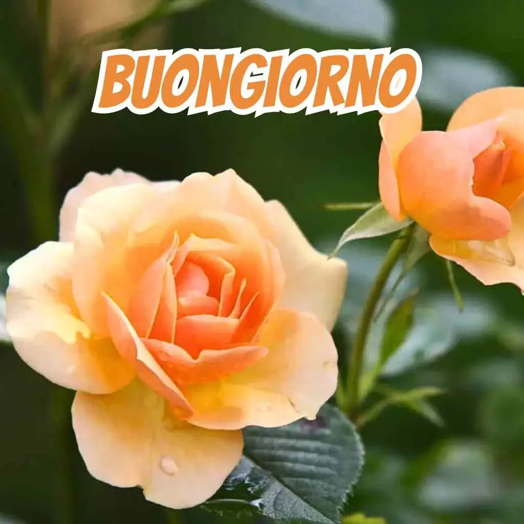 100 Immagini Buongiorno Le Migliori da Scaricare Gratis