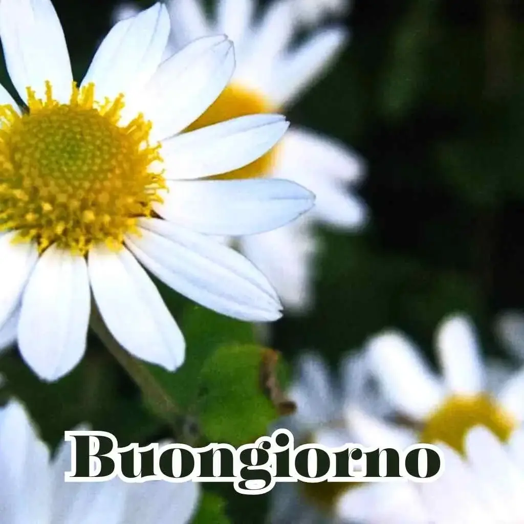 100 Immagini Buongiorno Nuove 2023