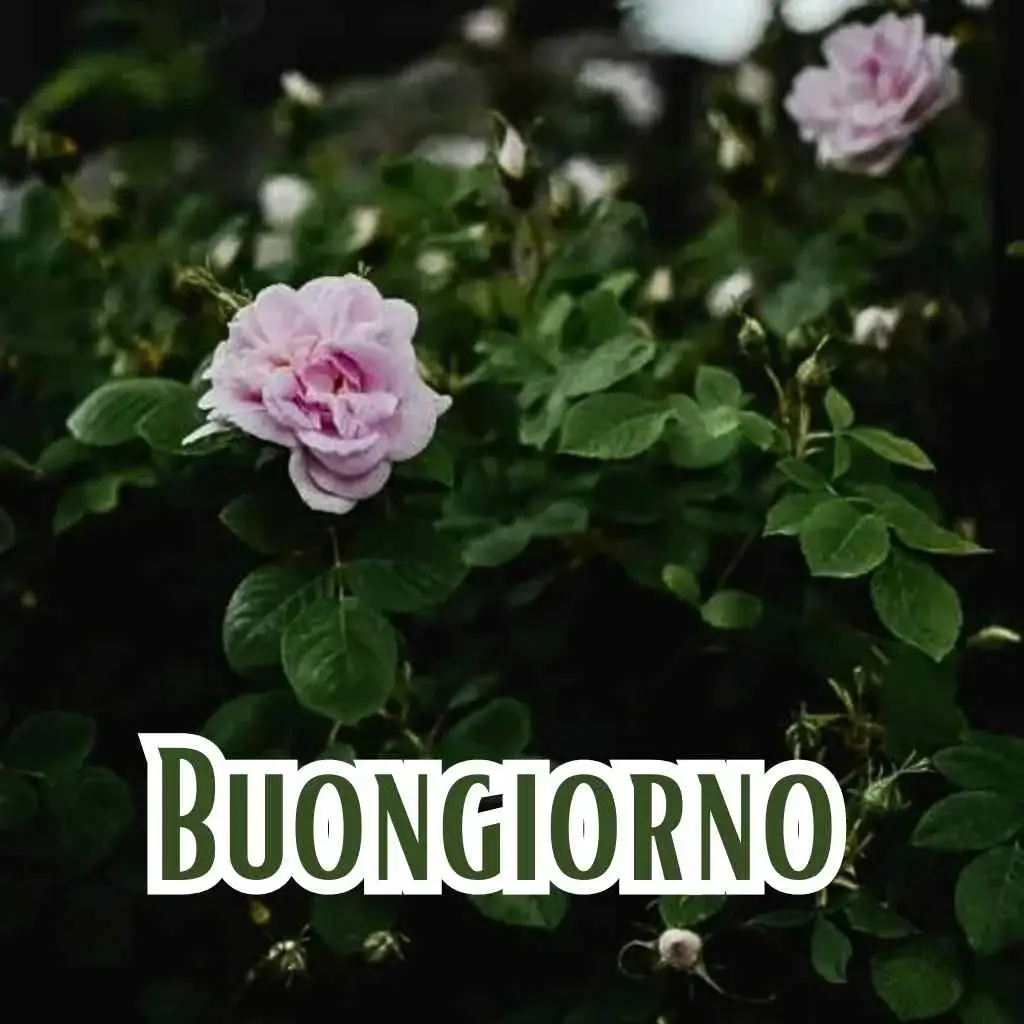 100 Immagini Buongiorno
